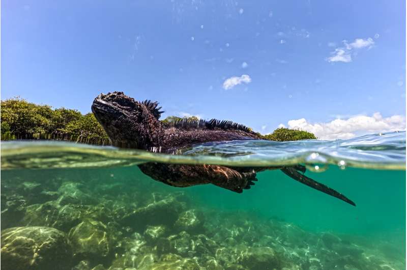 A marine iguana (Amblyrhynchus cristatus) is seen in Tortuga Bay at Santa Cruz Island, part of the Galapagos archipelago in Ecuador