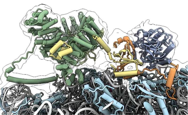 A Master Regulator of Protein Production