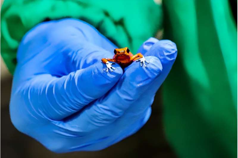 A member of Colombia's national police shows one of the frogs seized at the Bogota airport on January 28, 2024, in a picture released by Bogota's Environment Secretary