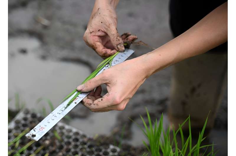 Un miembro de Gift From Land, un pequeño grupo dedicado a revitalizar variedades de arroz latentes de Hong Kong, mide una plántula de arroz.