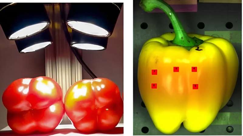 A method for classifying the ripeness of peppers using hyperspectral imaging