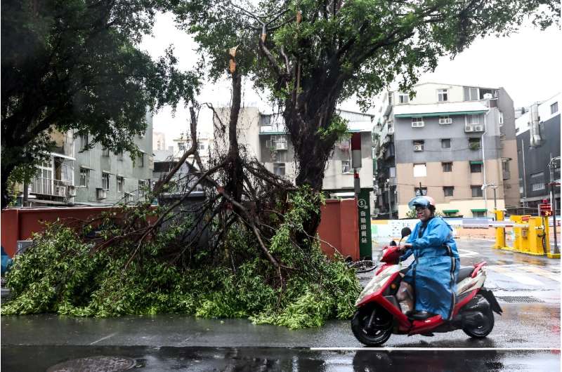 A motorcyclist rides past fallen trees due to strong winds caused by Typhoon Gaemi in Keelung