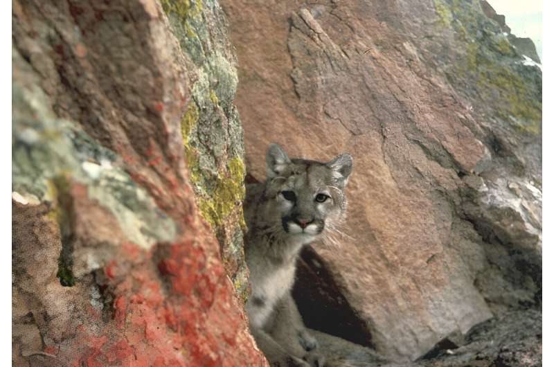 A mountain lion, also known as a cougar, is seen in the western region of the United States
