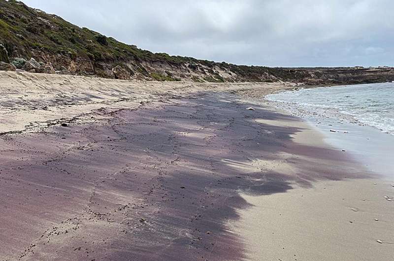 A mountainous mystery uncovered in SA's pink sands | Newsroom