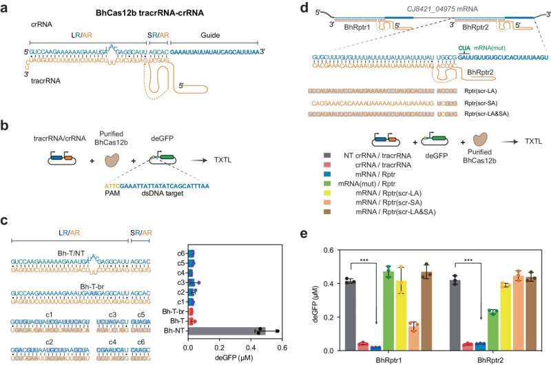 A new addition to the CRISPR toolbox: Teaching the gene scissors to detect RNA