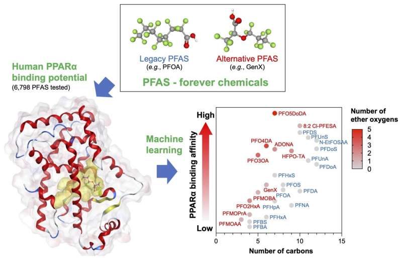 A new approach to predicting the binding properties of PFAS chemicals and human PPARα