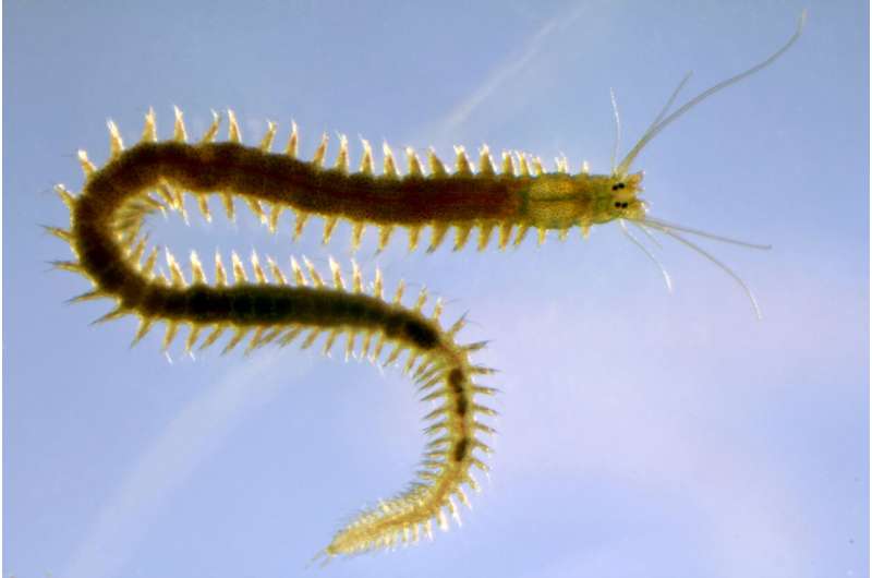 A new breakthrough in understanding regeneration in a marine worm