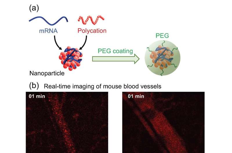 A new coating method in mRNA engineering points the way to advanced therapies