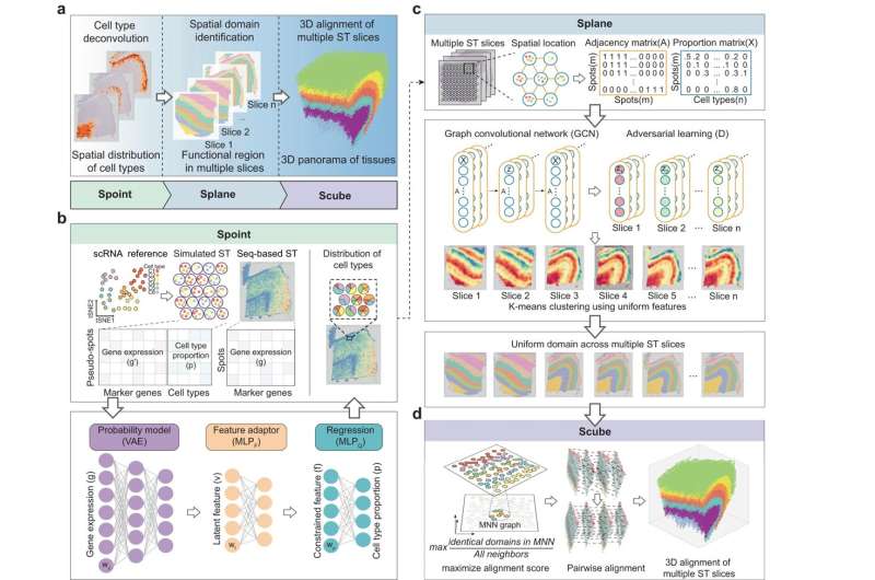 A new deep-learning-based analysis toolkit for spatial transcriptomics