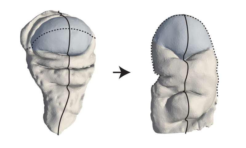 Ein neuer Mechanismus zur Formung tierischen Gewebes