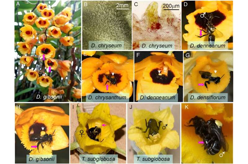 A new oil-flower/oil-bee pollination mutualism involving male-bee-pollinated orchids discovered in tropical Asia