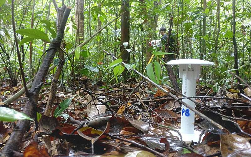A new perspective on the temperature inside tropical forests