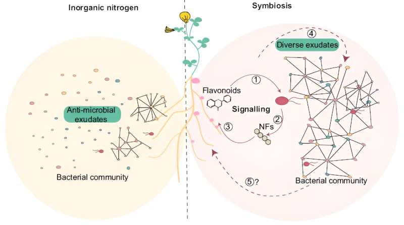 A new study reveals key role of plant-bacteria communication for the assembly of a healthy plant microbiome supporting sustainable plant nutrition