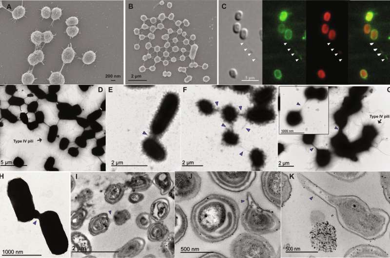 A new study reveals that marine cyanobacteria communicate