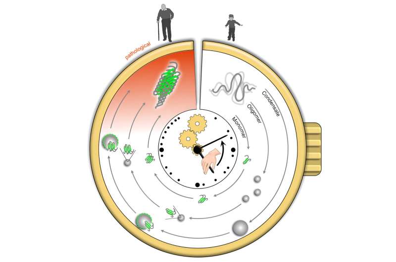 A new way to measure ageing and disease risk with the protein aggregation clock