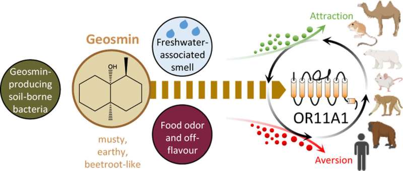 A nose for earthy notes: Human odorant receptor for geosmin identified for the first time