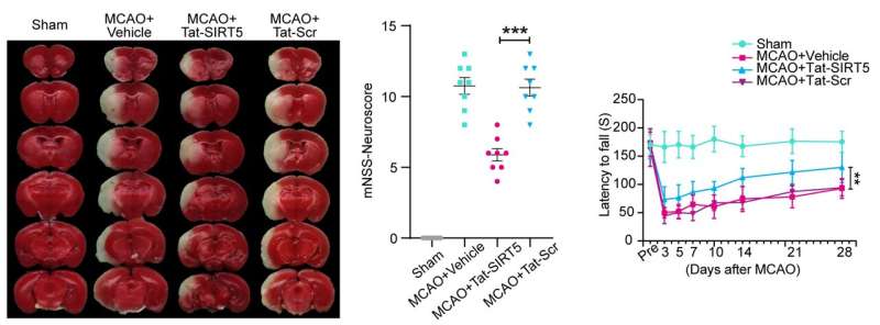 A novel cell-penetrating peptide exerts therapeutic effects against ischemic stroke