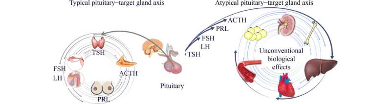 A novel concept of an atypical pituitary hormone-target tissue axis