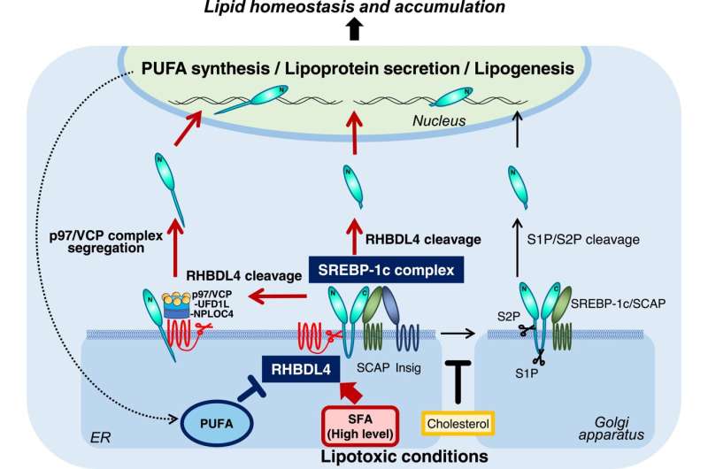 A novel pathway regulating lipid biosynthesis by fatty acids