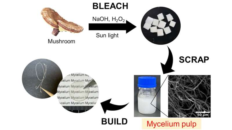 A novel strategy for extracting white mycelial pulp from fruiting mushroom bodies