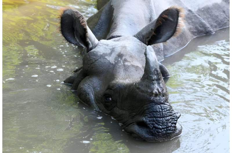 A one-horned rhinoceros cools down in Bardiya National Park. Conservationists have condemned new regulations in Nepal allowing hydropower and hotel projects in nature reserves
