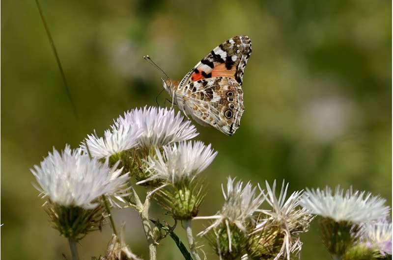 A painted lady butterfly in Zvernec. Researchers say 58 of Albania's 207 butterfly species are at risk