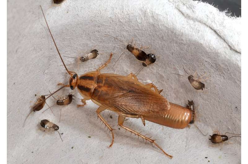 A pest of our own making: revealing the true origins of the not-so-German cockroach