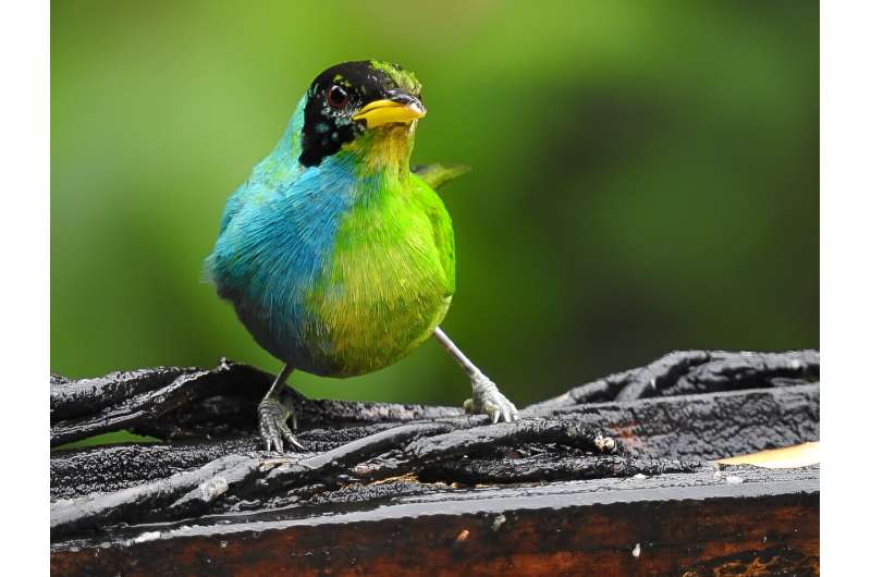 A photograph captured by John Murillo of the rare gynandromorphic Green Honeycreeper