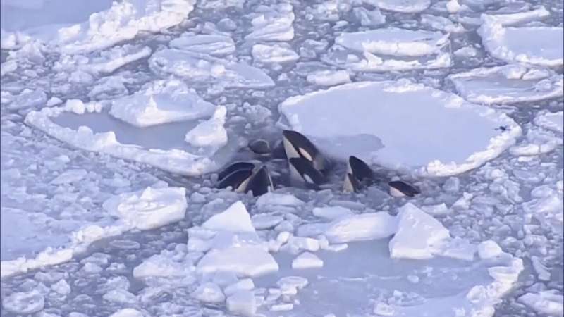A pod of killer whales trapped in drift ice off northern Japan has apparently safely escaped