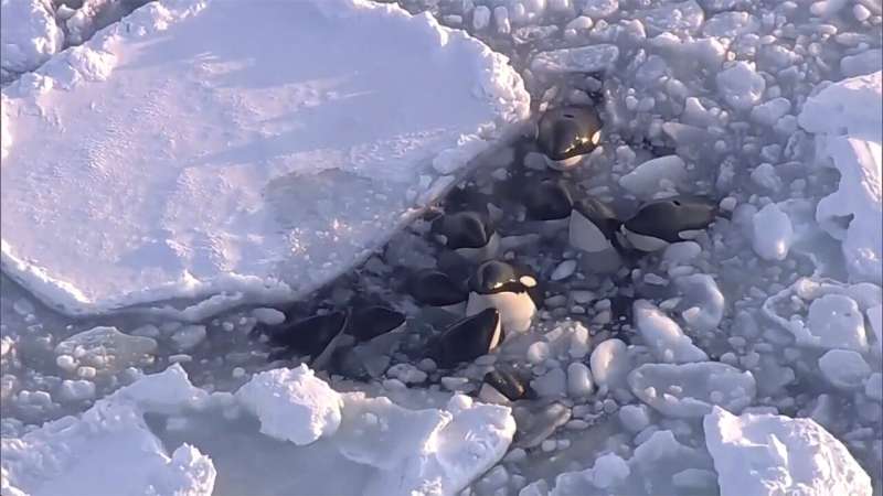 A pod of killer whales trapped in drift ice off northern Japan has apparently safely escaped