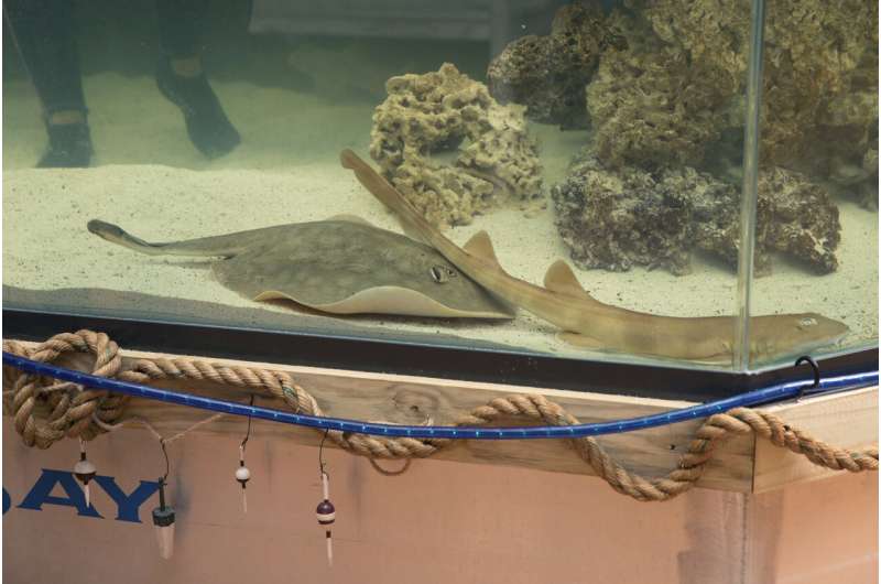 A pregnant stingray with no male companion now has a 'reproductive disease,' aquarium says