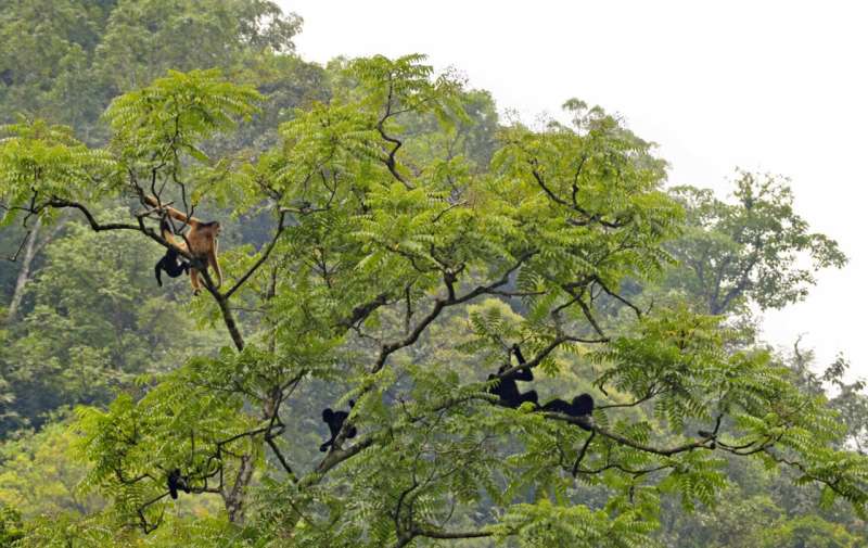 A primate on the brink—Cao vit gibbon even closer to extinction than feared