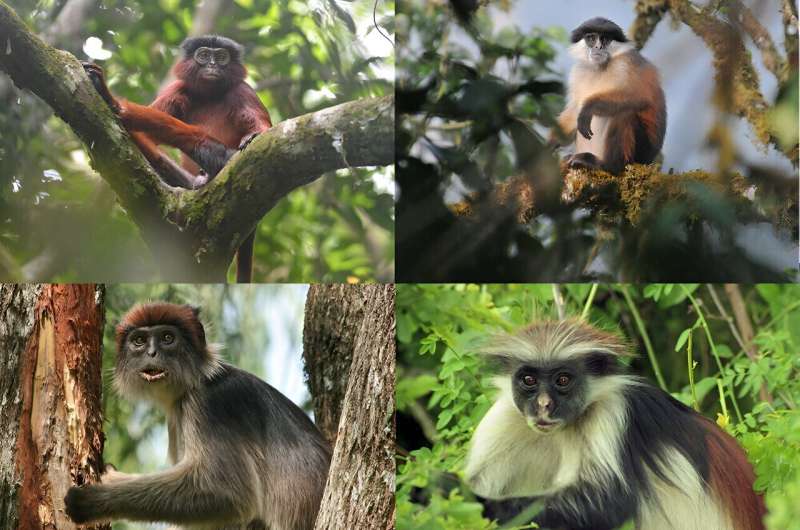 A rare and little-known group of monkeys could help save Africa’s tropical forests