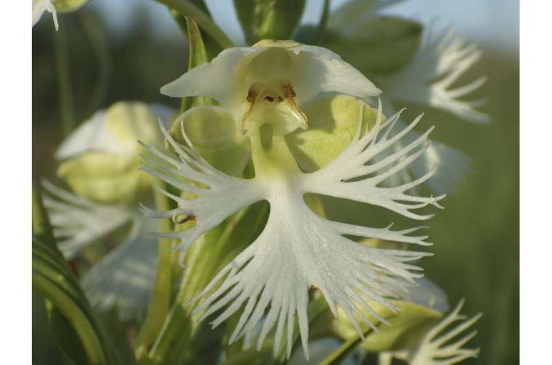 A rare orchid survives on a few tracts of prairie. Researchers want to learn its secrets