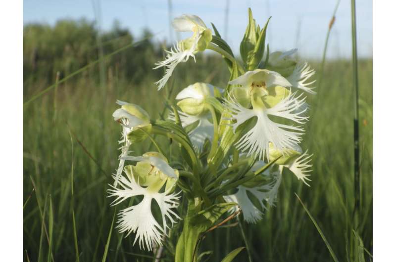 A rare orchid survives on a few tracts of prairie. Researchers want to learn its secrets