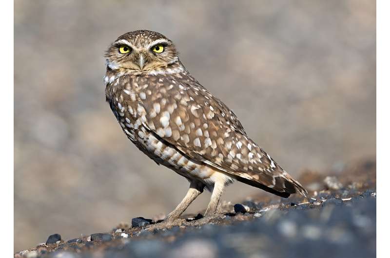 A renewed bid to protect burrowing owls is advancing: What changed?