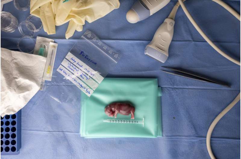 A rhino got pregnant from embryo transfer, in a success that may help nearly extinct subspecies