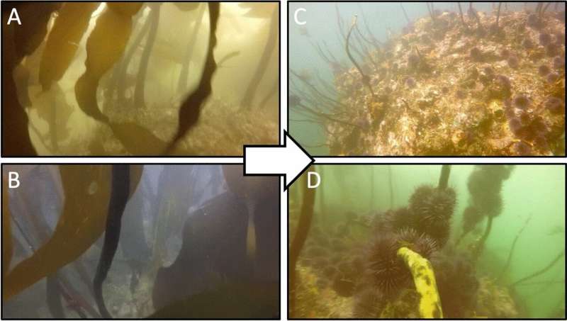 A rise in sea urchins and related damage to kelp forests impacts Oregon's gray whales and their food