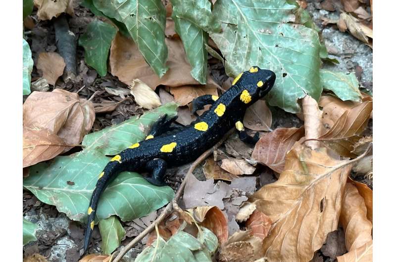 A salamander hiding in Eastern Kentucky is rare, but is it on the verge of extinction?