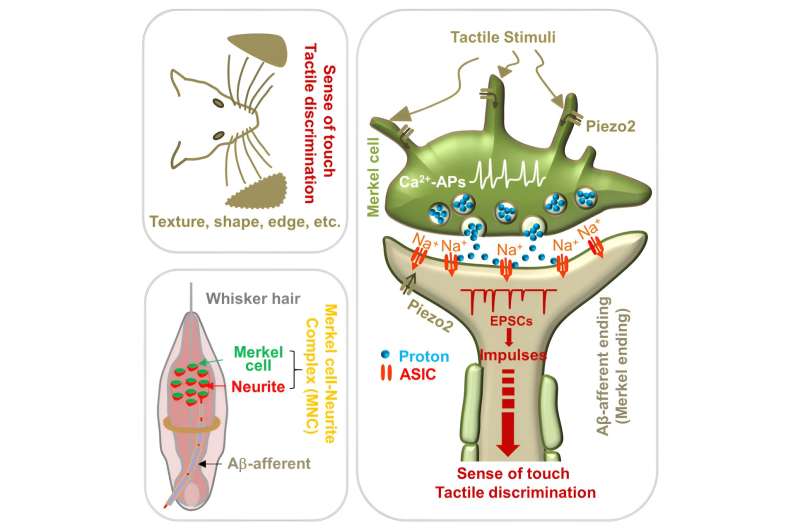 A sense of touch: ASICs are the receptor for a proton synaptic messenger between Merkel cells and an afferent nerve