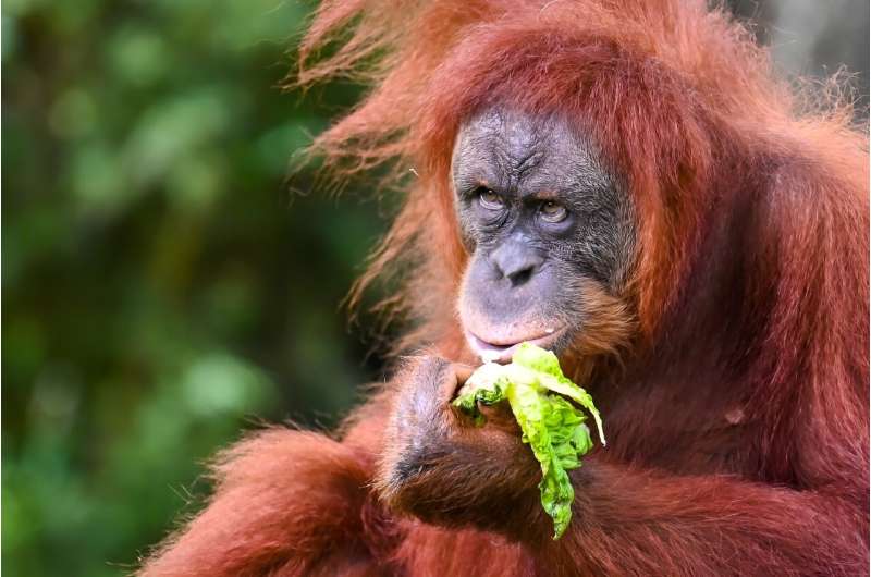 A Sumatran orangutan eats vegetables at the National Zoo in Kuala Lumpur