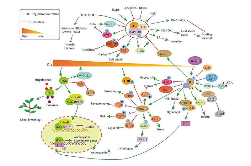A systematic review of three key sugar metabolism proteins, HXK, SnRK1 and TOR, in the regulatory network of plant growth, development and stress