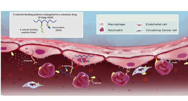 A targeted polymer to treat colorectal cancer liver metastases