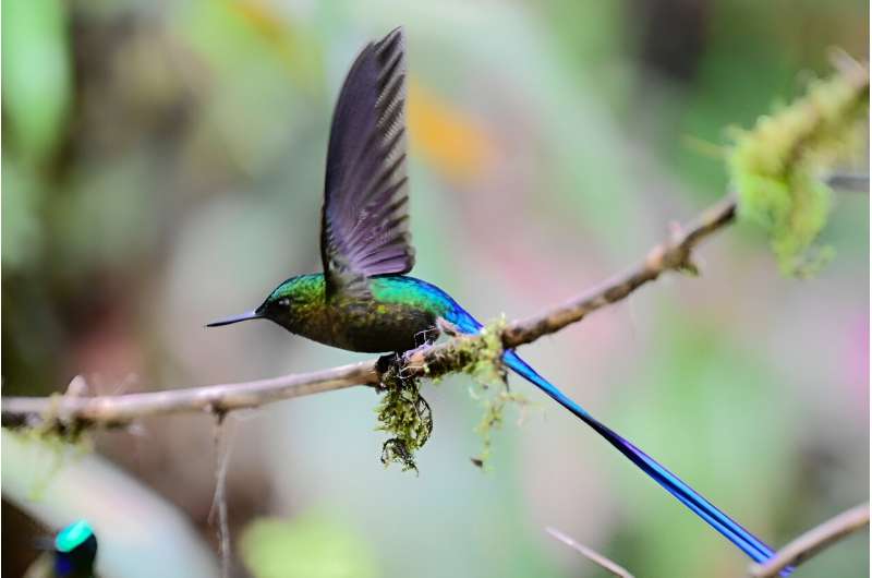 A violet-tailed sylph (Aglaiocercus coelestis) hummingbird is pictured in a private reserve in Mindo, Ecuador on August 16, 2024