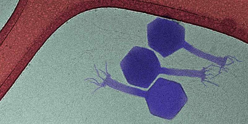 A virus that kills dormant bacteria