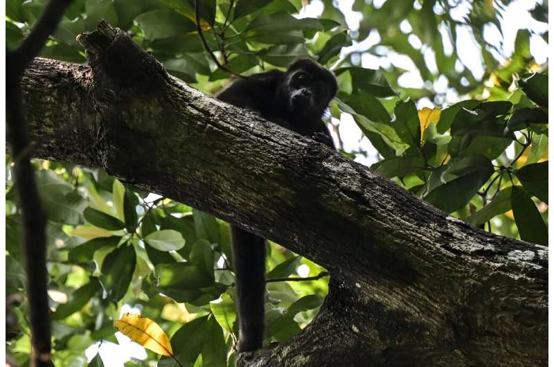A wild howler monkey is seen in a tree in Mexico's Tabasco State