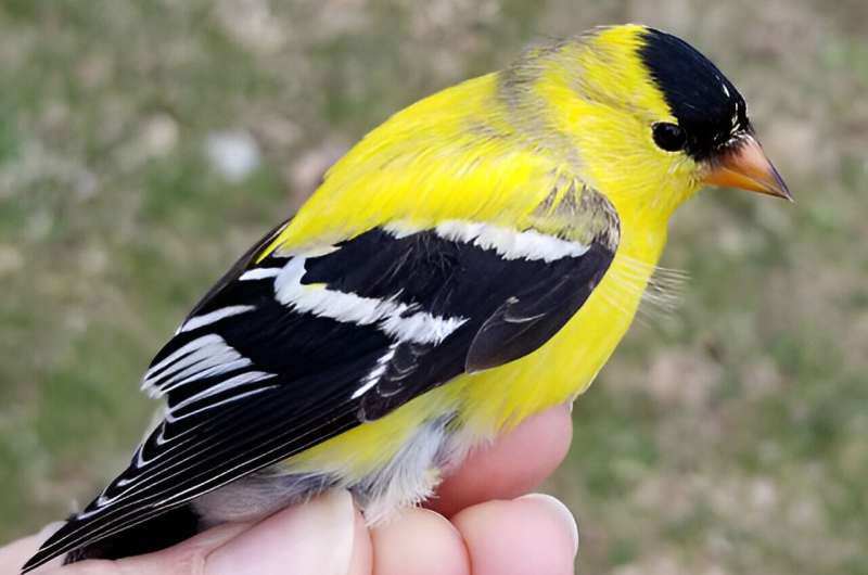 Ability to solve food puzzles is the only predictor of innovation, brain size in wild birds