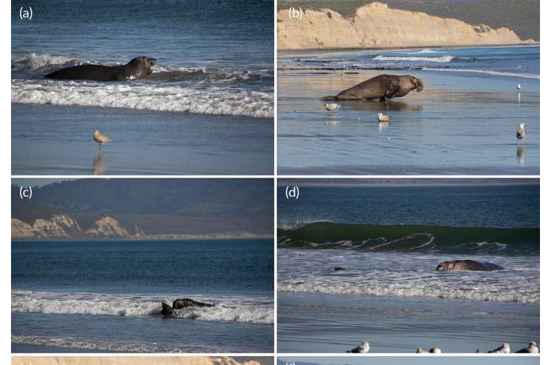 Act of altruism observed in bull elephant seal