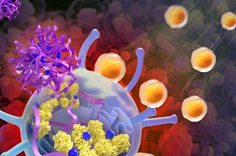 Activating a specific pathway in a subset of immune cells eradicates immunologically 'cold' tumors, study shows
