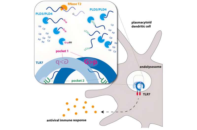 Activation of innate immunity: Important piece of the puzzle identified